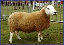 Cheviot Ewe